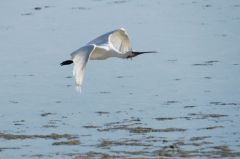 Spatule blanche - Platalea leucorodia - Eurasian Spoonbill<br>Vendée