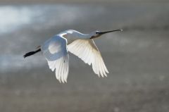 Spatule blanche - Platalea leucorodia - Eurasian Spoonbill<br>Vendée