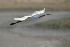 Spatule blanche - Platalea leucorodia - Eurasian Spoonbill<br>Vendée