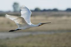 Spatule blanche - Platalea leucorodia - Eurasian Spoonbill<br>Vendée