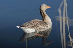 Oie cendrée<br>Anser anser - Greylag Goose<br>Région parisienne