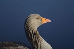 Oie cendrée<br>Anser anser - Greylag Goose<br>Région parisienne