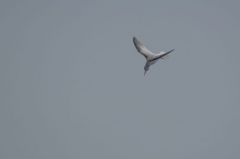 Sterne naine - Sternula albifrons - Little Tern<br>Vendée