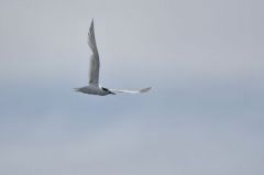 Sterne Caugek - Thalasseus sandvicensis<br>Sandwich Tern<br>Vendée