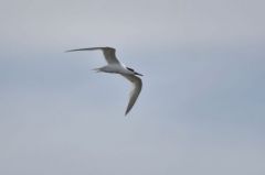 Sterne Caugek - Thalasseus sandvicensis<br>Sandwich Tern<br>Vendée