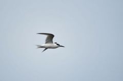 Sterne Caugek - Thalasseus sandvicensis<br>Sandwich Tern<br>Vendée