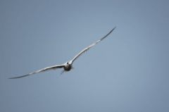 Sterne Caugek - Thalasseus sandvicensis<br>Sandwich Tern<br>Vendée