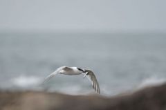 Sterne Caugek - Thalasseus sandvicensis<br>Sandwich Tern<br>Vendée