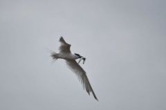 Sterne Caugek - Thalasseus sandvicensis<br>Sandwich Tern<br>Vendée