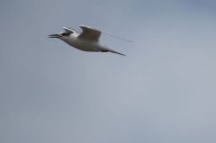 Sterne Caugek - Thalasseus sandvicensis<br>Sandwich Tern<br>Vendée