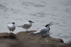 Sterne Caugek - Thalasseus sandvicensis<br>Sandwich Tern<br>Vendée