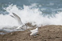 Sterne Caugek - Thalasseus sandvicensis<br>Sandwich Tern<br>Vendée