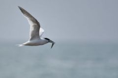 Sterne Caugek - Thalasseus sandvicensis<br>Sandwich Tern<br>Vendée