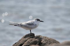 Sterne Caugek - Thalasseus sandvicensis<br>Sandwich Tern<br>Vendée