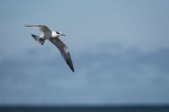 Sterne Caugek - Thalasseus sandvicensis<br>Sandwich Tern<br>Vendée