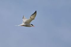 Sterne pierregarin - Sterna hirundo<br>Common Tern<br>Vendée