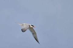 Sterne pierregarin - Sterna hirundo<br>Common Tern<br>Vendée