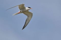 Sterne pierregarin - Sterna hirundo<br>Common Tern<br>Vendée