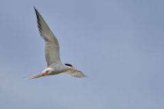 Sterne pierregarin - Sterna hirundo<br>Common Tern<br>Vendée