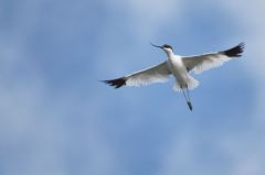 Avocette élégante - Recurvirostra avosetta - Pied Avocet<br>Vendée