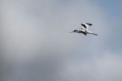 Avocette élégante - Recurvirostra avosetta - Pied Avocet<br>Vendée