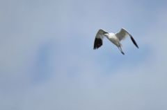 Avocette élégante - Recurvirostra avosetta - Pied Avocet<br>Vendée