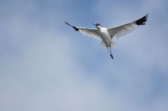 Avocette élégante - Recurvirostra avosetta - Pied Avocet<br>Vendée