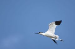 Avocette élégante - Recurvirostra avosetta - Pied Avocet<br>Vendée