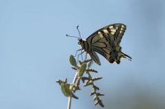 Machaon ou Grand porte-queue <br>(Papilio machaon) <br>Marais poitevin, Vendée