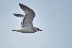 Mouette mélanocéphale (1ère année) - Ichthyaetus melanocephalus - Mediterranean Gull</i>Vendée