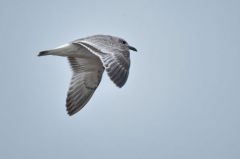 Mouette mélanocéphale (1ère année) - Ichthyaetus melanocephalus - Mediterranean Gull</i>Vendée