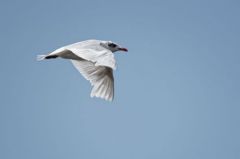 Mouette mélanocéphale - Ichthyaetus melanocephalus - Mediterranean Gull</i>Vendée