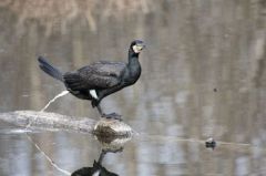 Grand Cormoran<br>Région parisienne