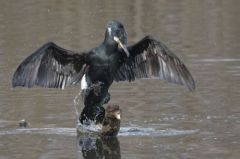 Grand Cormoran<br>Région parisienne