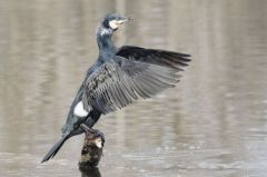 Grand Cormoran<br>Région parisienne