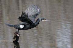 Grand Cormoran<br>Région parisienne