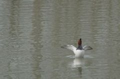 Fuligule Milouin ♂<br>Aythya ferina - Common Pochard<br>Région parisienne