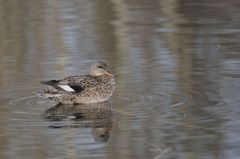 Canard Chipeau ♀<br>Anas strepera - Gadwall<br>Région parisienne