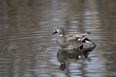 Canard Chipeau ♂<br>Anas strepera - Gadwall<br>Région parisienne