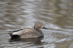 Canard Chipeau ♂<br>Anas strepera - Gadwall<br>Région parisienne