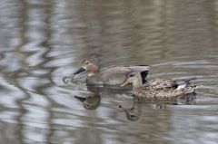 Canard Chipeau<br>Anas strepera - Gadwall<br>Région parisienne