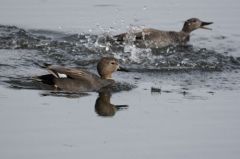 Canard Chipeau<br>Anas strepera - Gadwall<br>Région parisienne