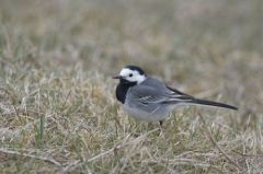 Bergeronnette grise<br>Motacilla alba - White Wagtail<br>Région parisienne