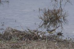 Bergeronnette des ruisseaux<br>Motacilla cinerea - Grey Wagtail<br>Région parisienne