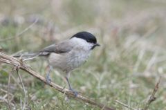 Mésange Nonette<br>Poecile palustris - Marsh Tit<br>Région parisienne