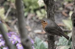 Rougegorge<br>Erithacus rubecula - European Robin<br>Région parisienne