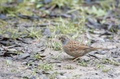 Accenteur mouchet<br>Prunella modularis - Dunnock<br>Région parisienne