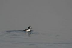 Garrot à oeil d'or<br>Bucephala clangula - Common Goldeneye<br>Région parisienne