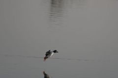 Garrot à oeil d'or<br>Bucephala clangula - Common Goldeneye<br>Région parisienne