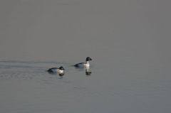 Garrot à oeil d'or<br>Bucephala clangula - Common Goldeneye<br>Région parisienne